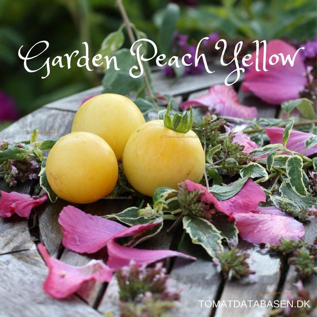 Garden Peach (Yellow)